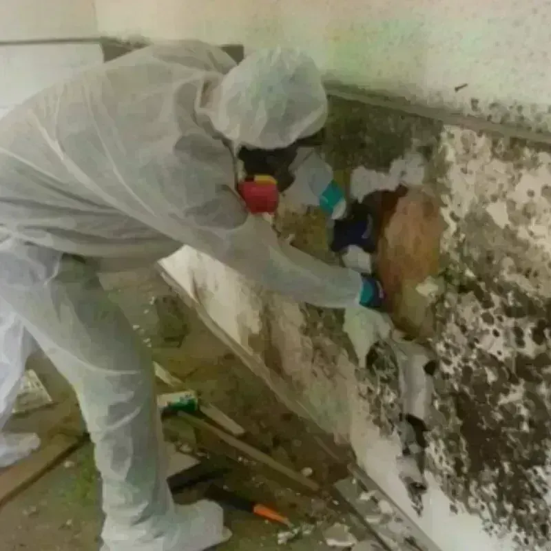 Mold Remediation and Removal in Mott, ND